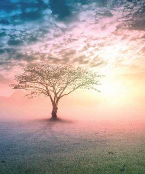 Ρόλλερ Σκίασης Ψηφιακής Εκτύπωσης ''Δέντρο'' Ε465-52