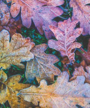 Ρόλλερ Σκίασης Ψηφιακής Εκτύπωσης ''Φύλλα'' Ε470-52