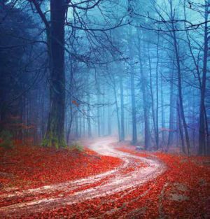 Ρόλλερ Σκίασης Ψηφιακής Εκτύπωσης ''Δάσος'' Ε209-52