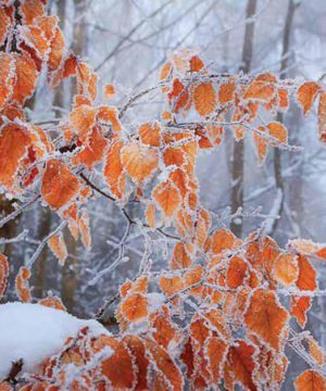 Ρόλλερ Σκίασης Ψηφιακής Εκτύπωσης ''Χιονισμένα Φύλλα'' Ε221-52