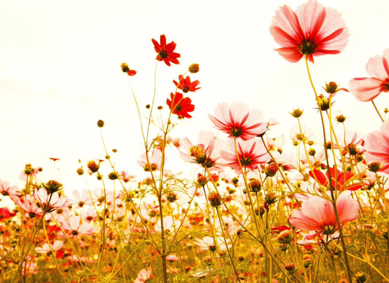 Φωτοταπετσαρία τοίχου λουλούδια ''Flower Meadow'' DD118600-96