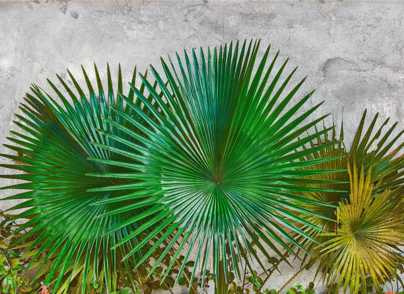 Φωτοταπετσαρία τοίχου φύλλα ''Agave Leaves'' DD118710-96