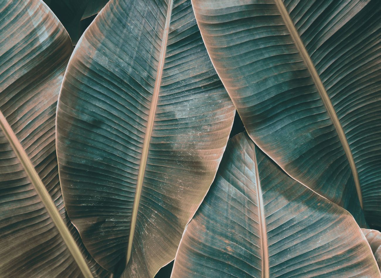 Φωτοταπετσαρία τοίχου φύλλα ''Banana Leaves'' DD118562-96