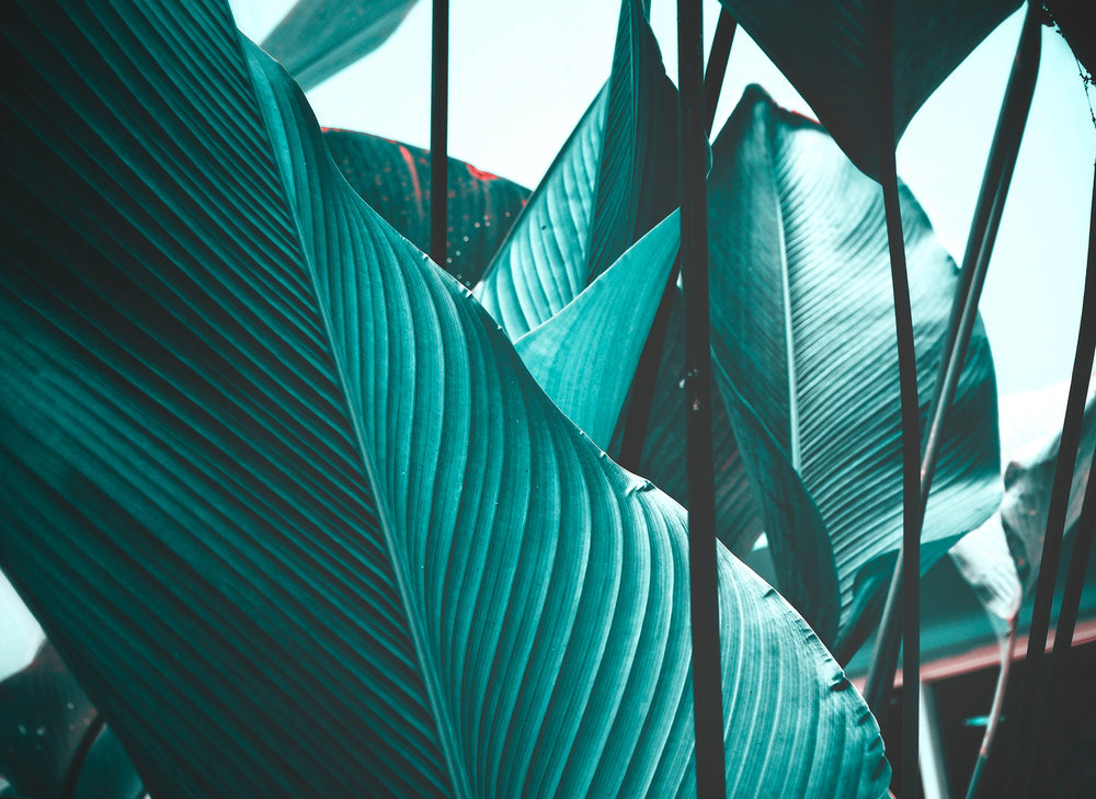 Φωτοταπετσαρία τοίχου φύλλα ''Leaf Stalks'' DD118558-96