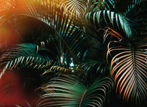 Φωτοταπετσαρία τοίχου φύλλα ''Jungle Colour'' DD118795-96