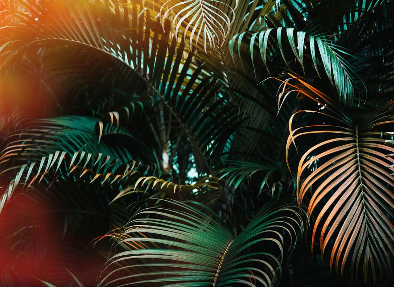 Φωτοταπετσαρία τοίχου φύλλα ''Jungle Colour'' DD118795-96