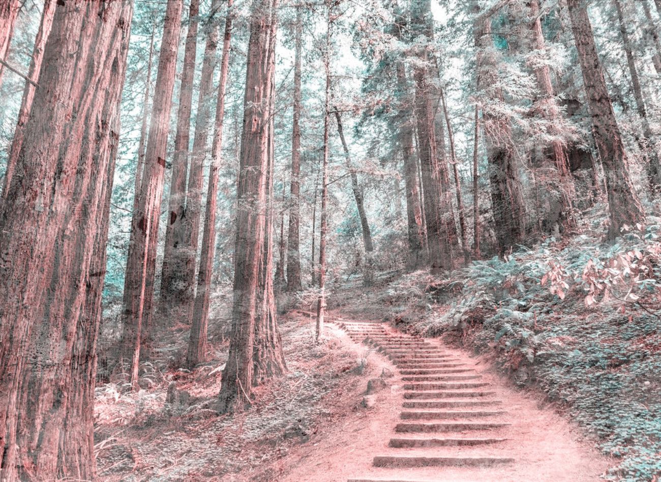 Φωτοταπετσαρία τοίχου δάσος ''Forest Walk'' DD118628-96