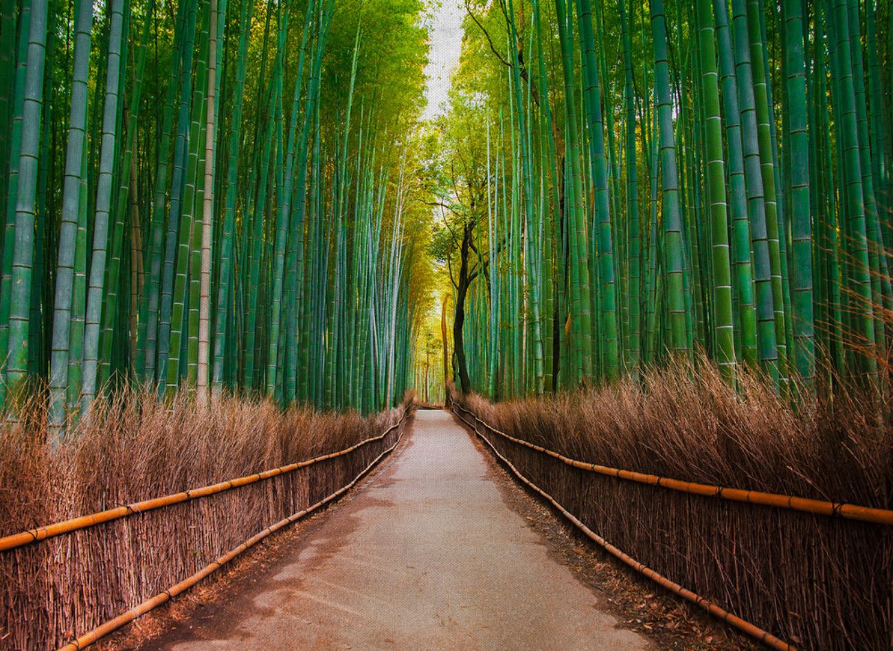 Φωτοταπετσαρία τοίχου δέντρα μπαμπού ''Bamboo Walk'' DD118630-96