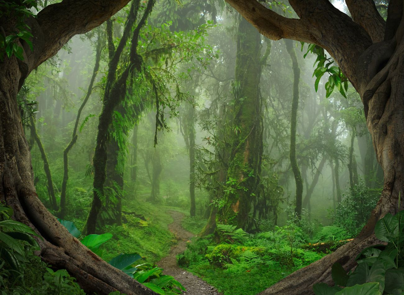 Φωτοταπετσαρία τοίχου δάσος ''Tropical Forest'' DD118632-96