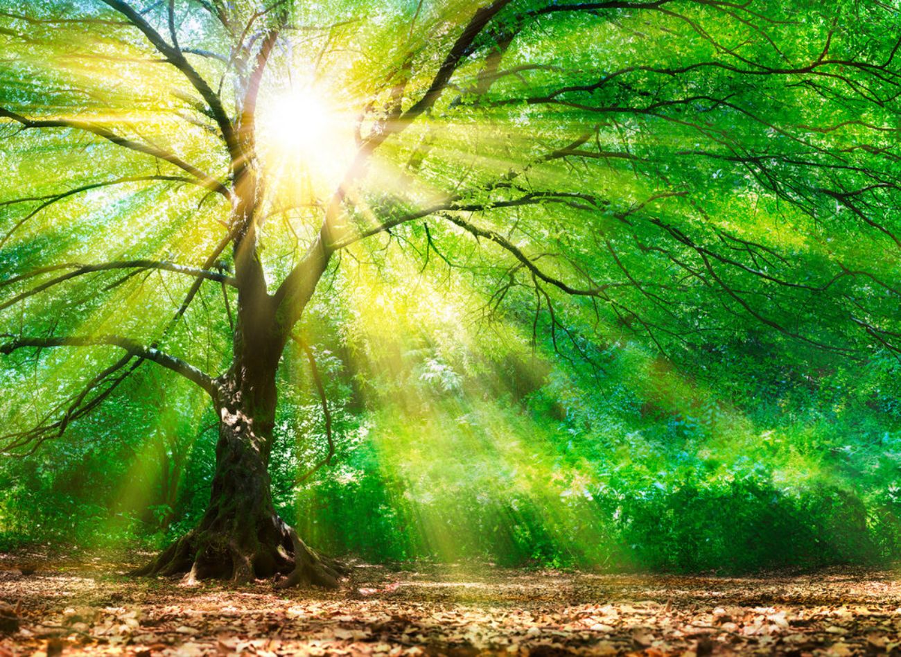 Φωτοταπετσαρία τοίχου δάσος ''Forest Light'' DD118798-96