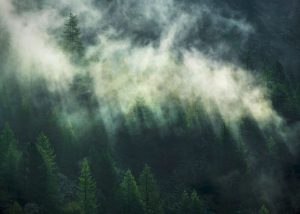 Φωτοταπετσαρία τοίχου ομιχλώδες τοπίο ''Misty Crowns'' X7/1003-96